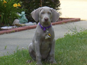 www.timberdoodleweims.net - Gallery- Puppy - 063